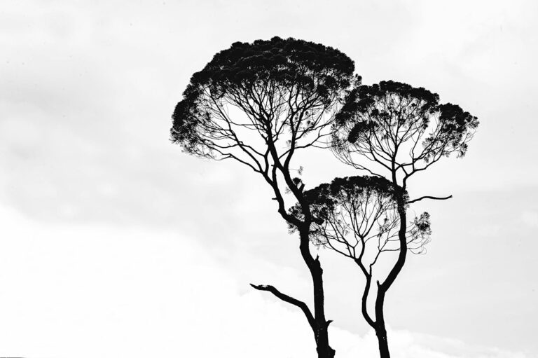 silhouette photo of trees
